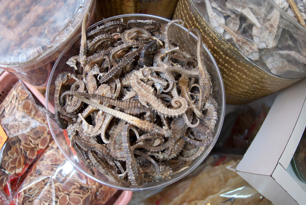 3. Vincent dried seahorses