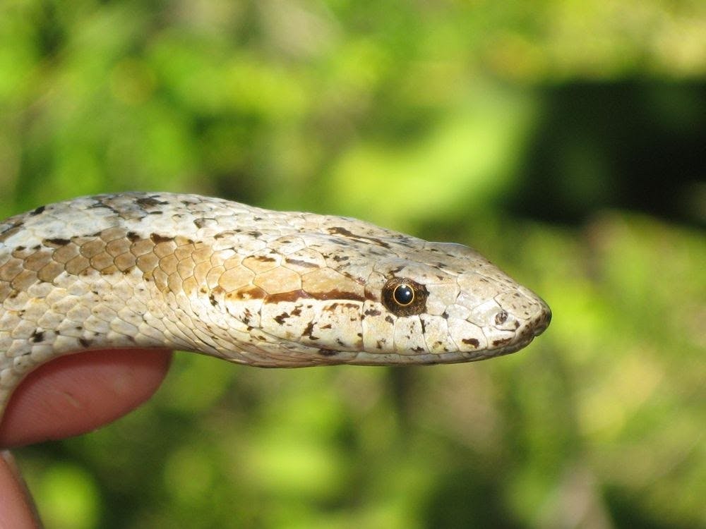 the antiguan racer snake conservation