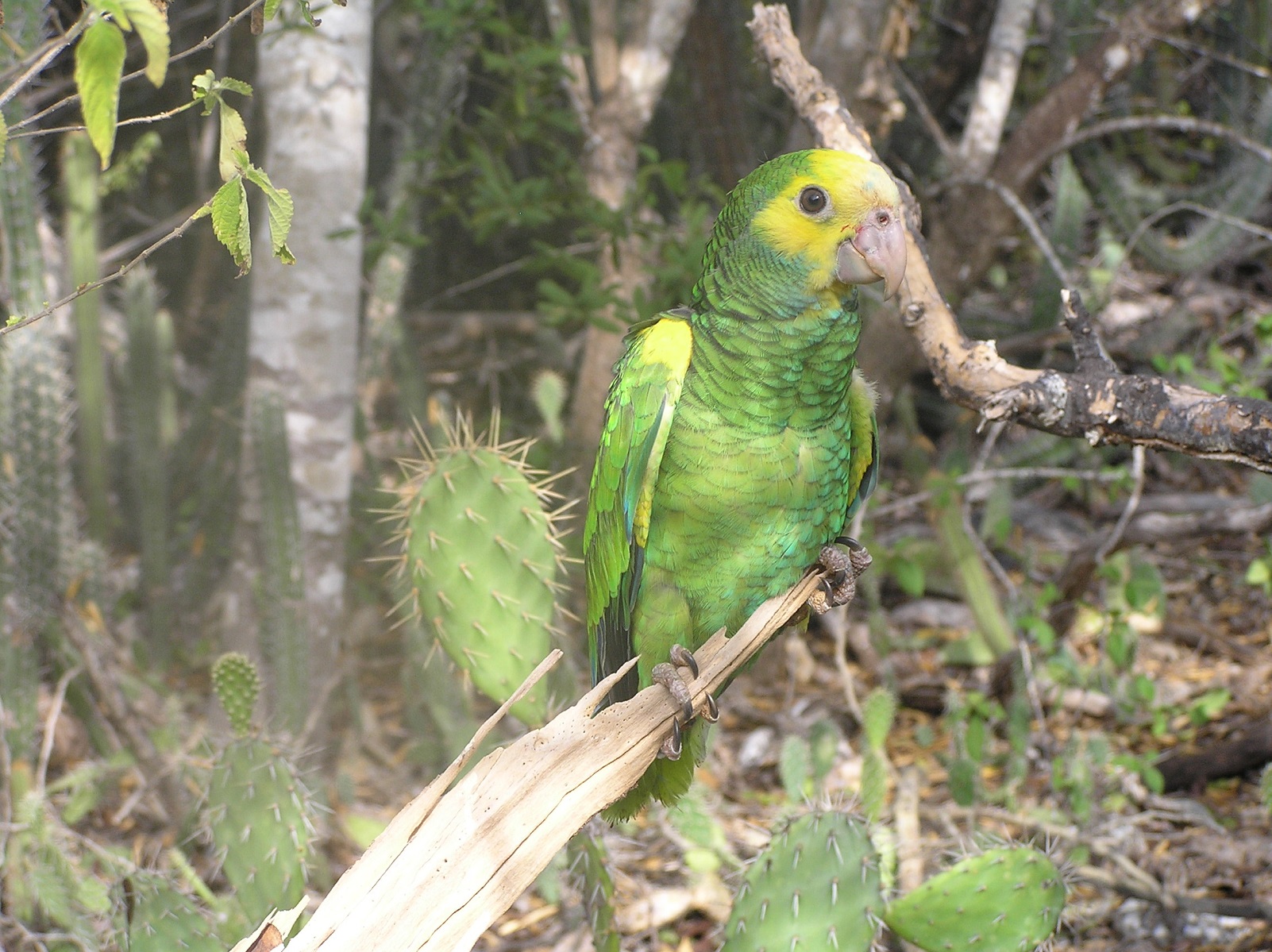 Threatened Caribbean species and habitats, Venezuela | Whitley Award