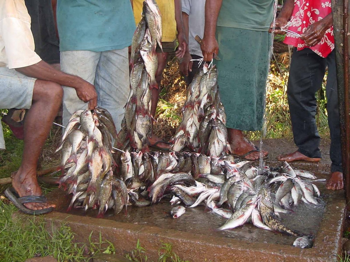 "No-take zones have increased the catch size significantly. This photo depicts a one hour catch after a ten year gillnet ban