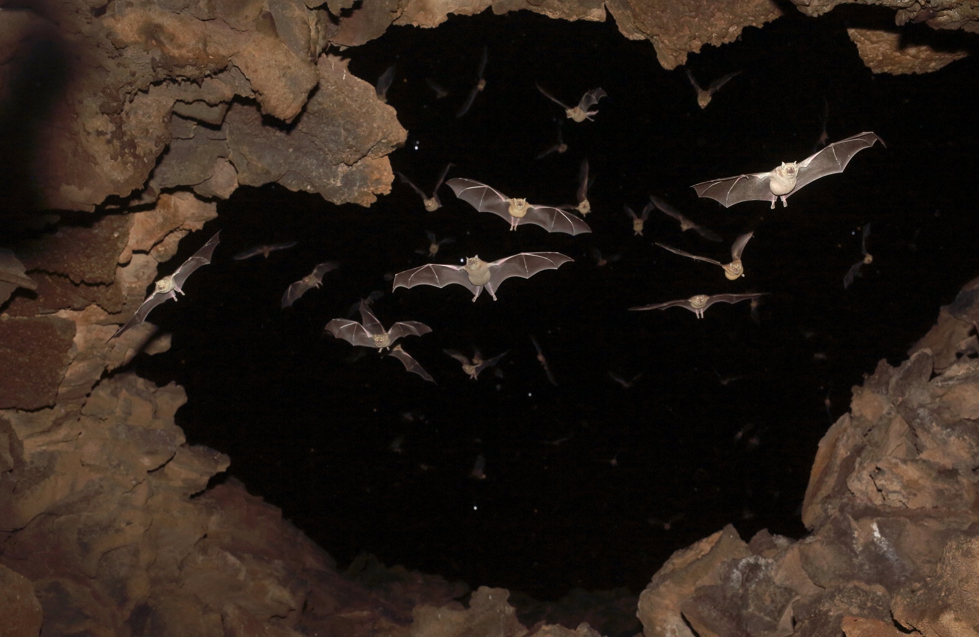 Bat Conservation in Mexico and Latin America Whitley Award