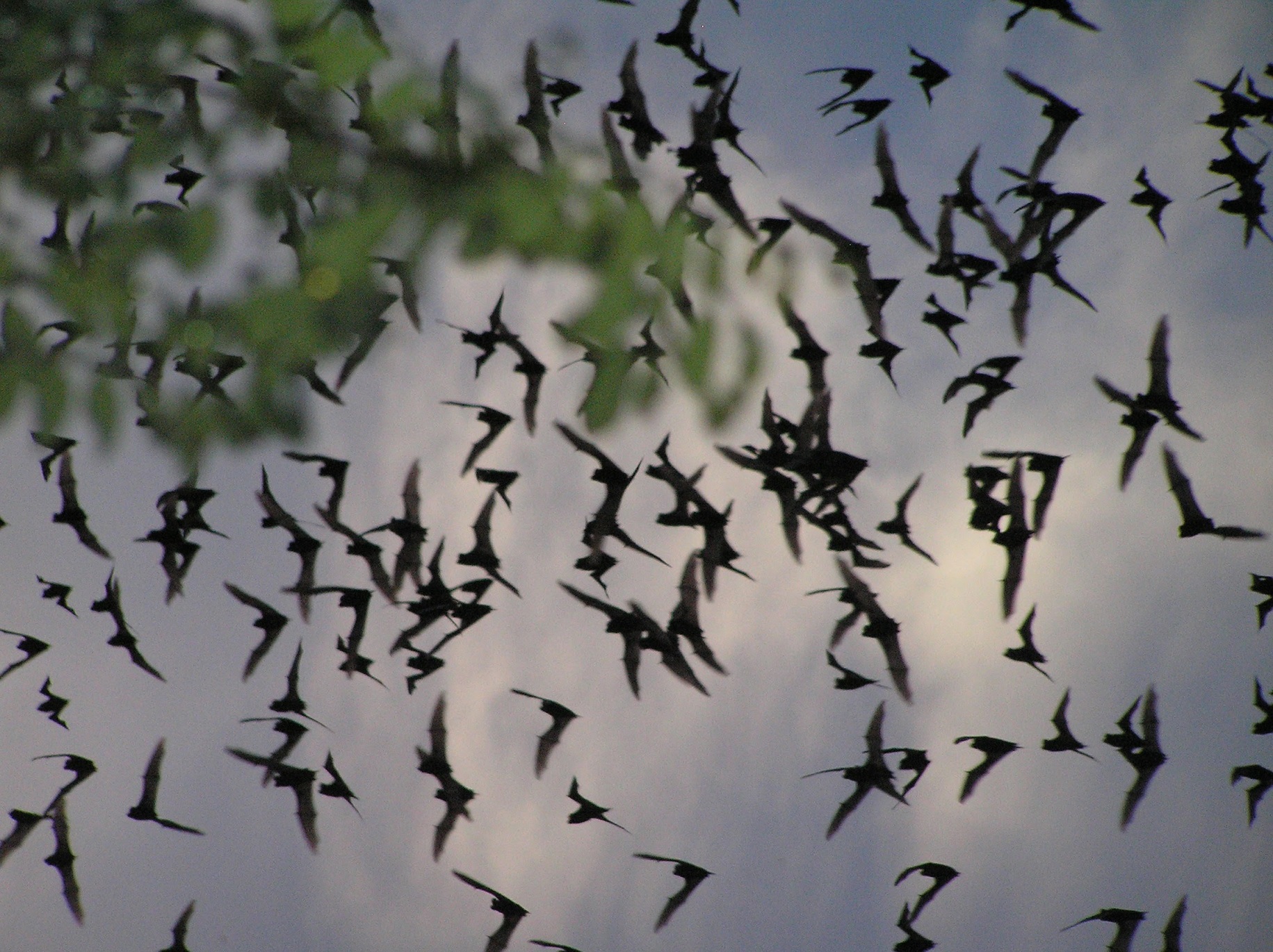 Bat Conservation in Mexico and Latin America Whitley Award