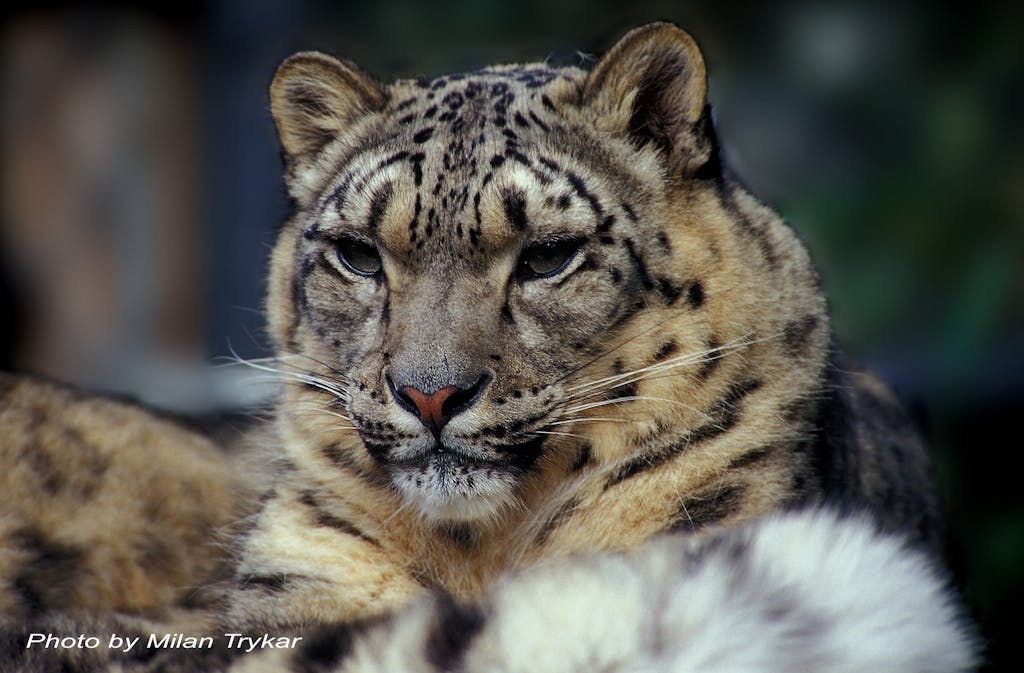 People and snow leopards, India | Whitley Award