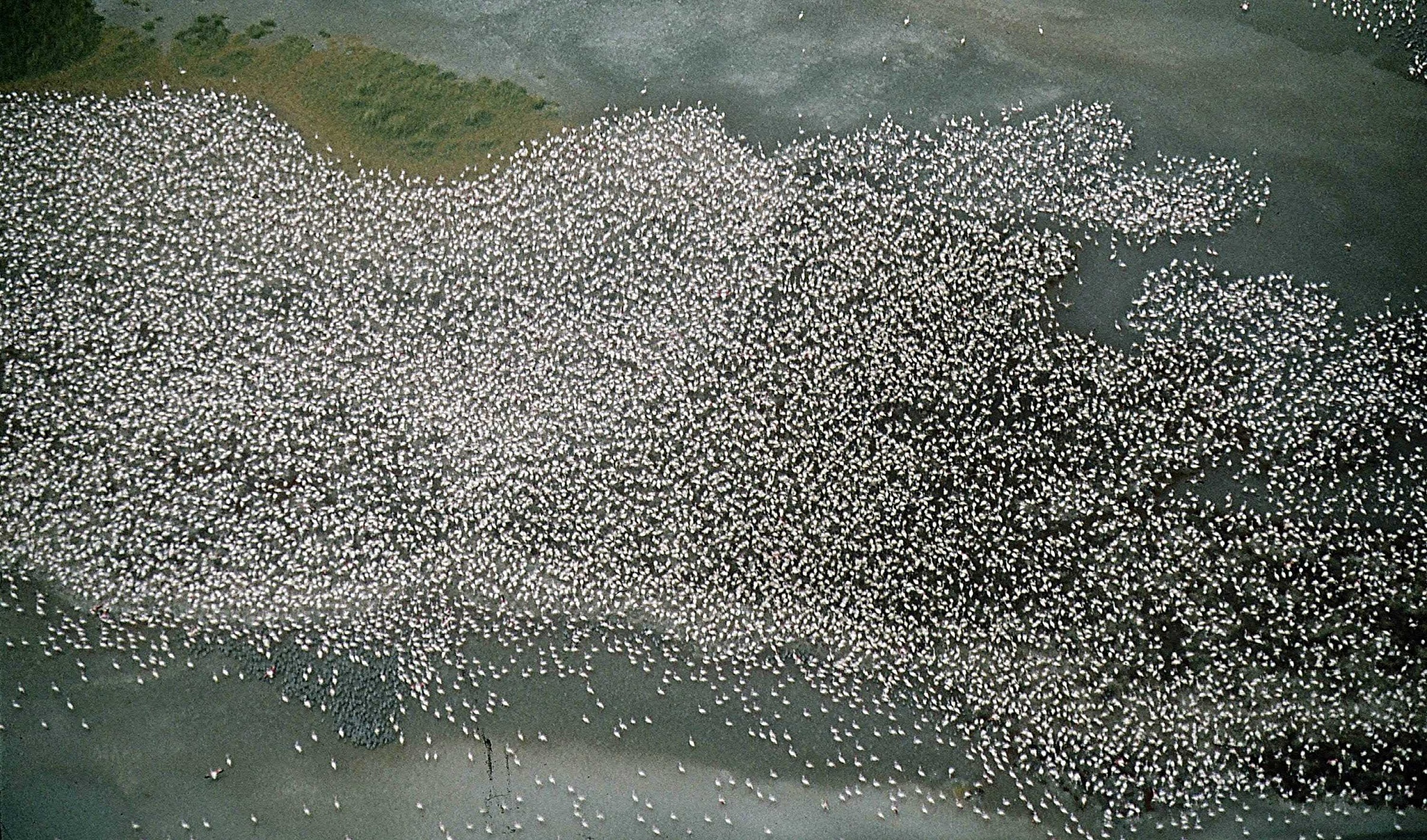Makgadikgadi wetland and Flamingo habitat, Botswana Whitley Award