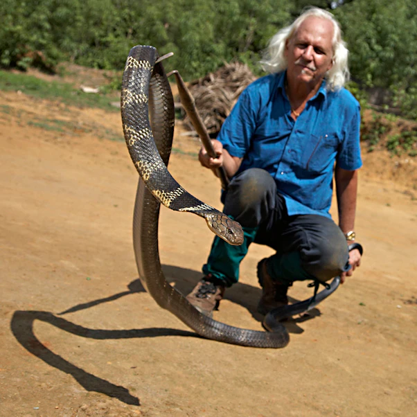Rom Whitaker with adult male king cobra rescued from a house in Agumbe