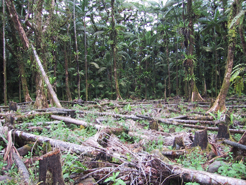 Our Island, Our Future, Micronesia Whitley Award