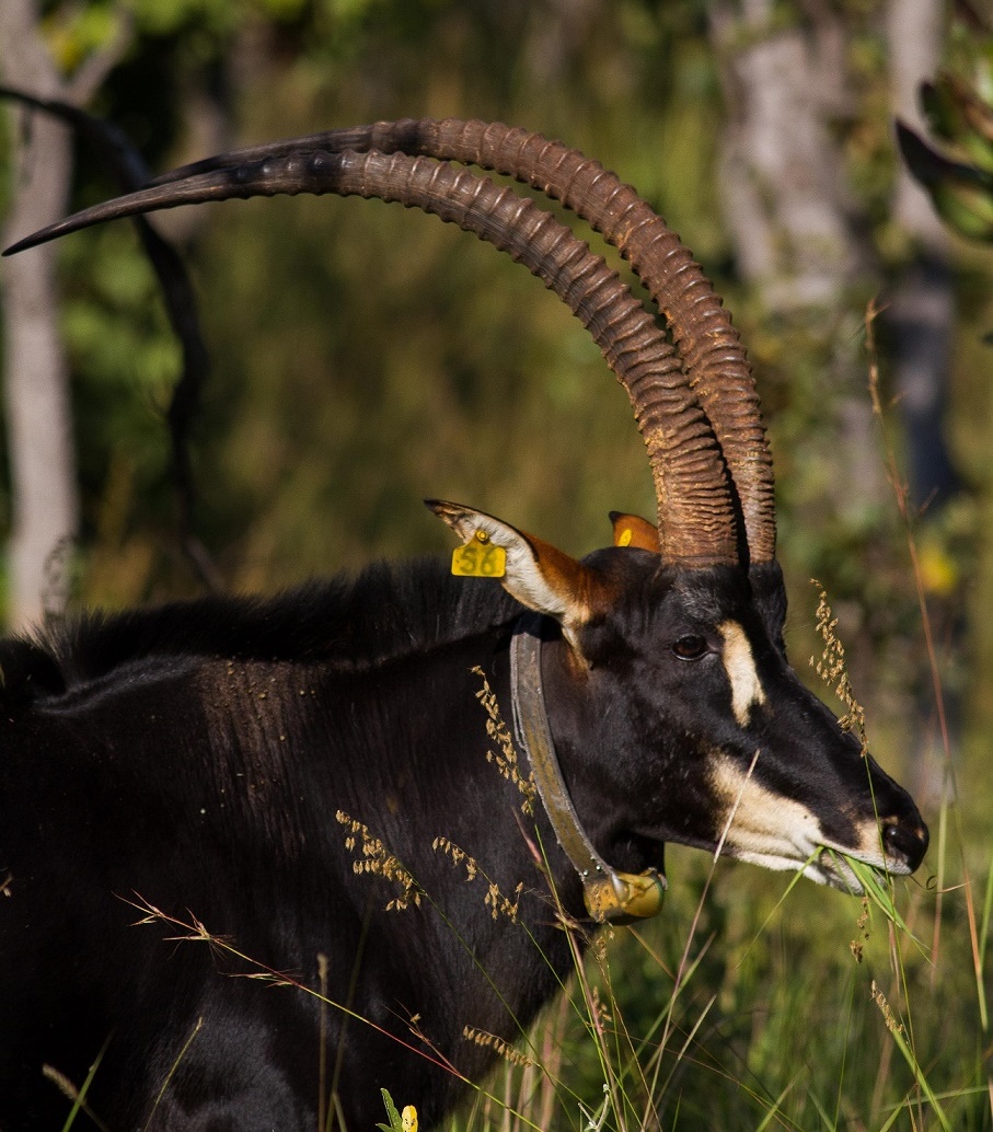 Giant Sable Antelope, Malanje Province, Angola | Whitley Award