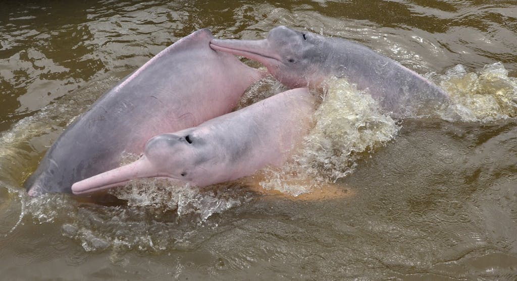 Amazon River Dolphins Colombia Whitley Award