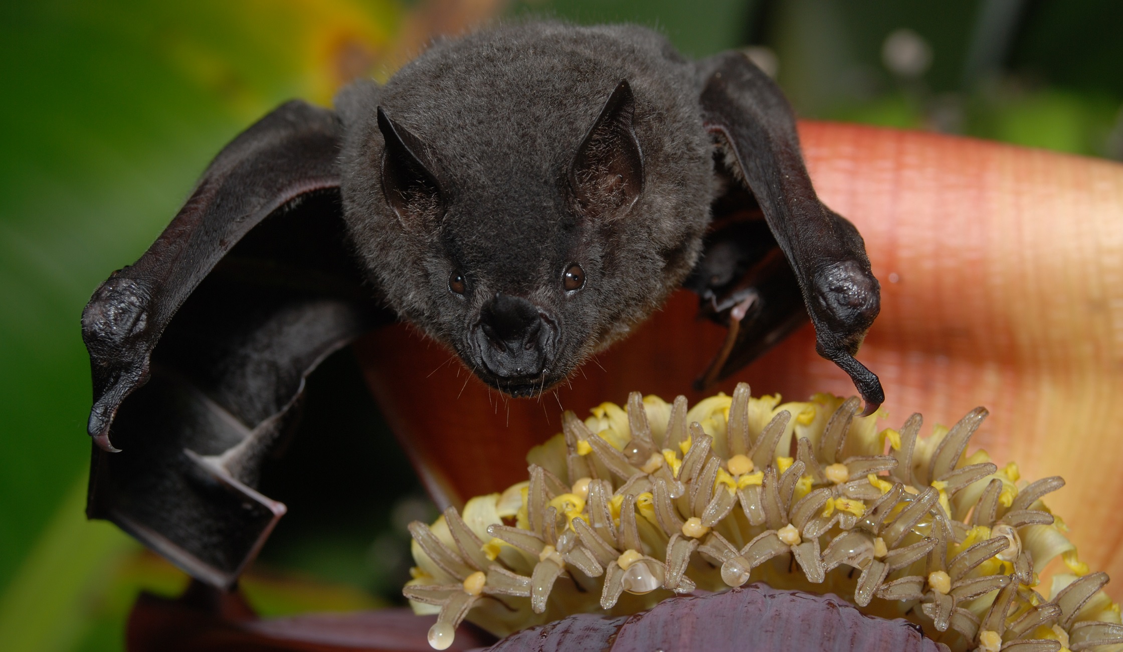 Bat conservation and community education project, Bolivia Whitley Award