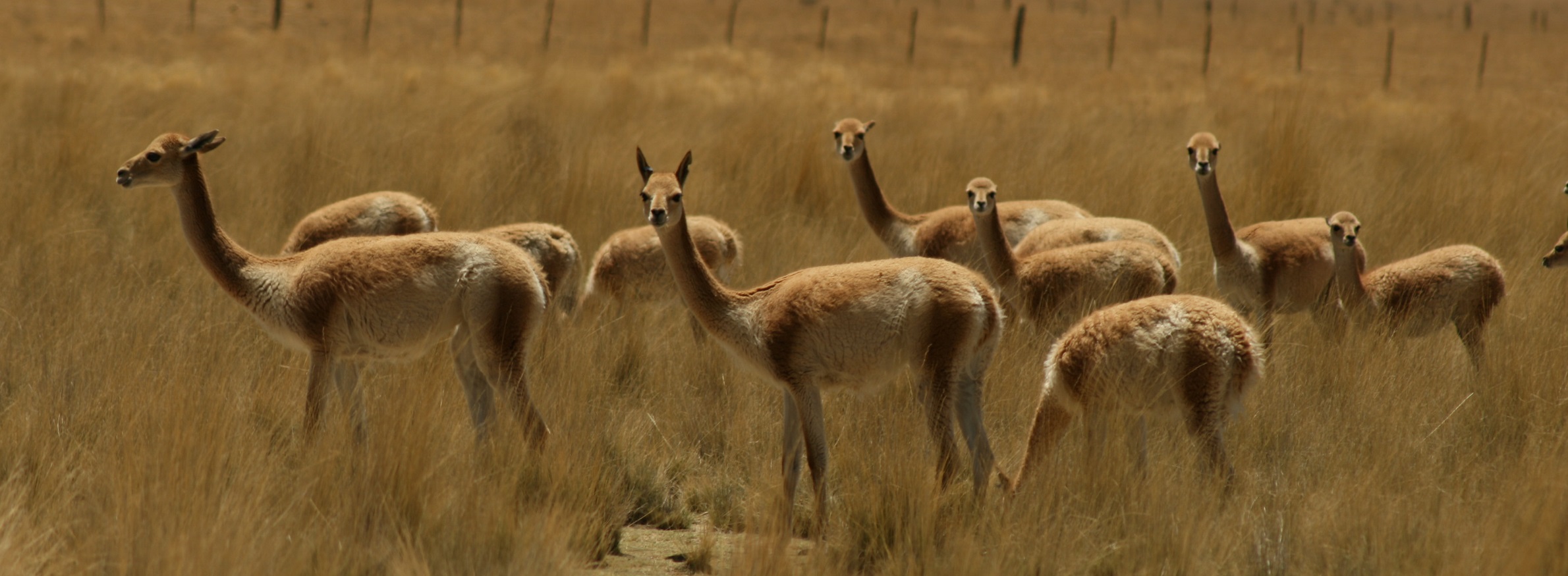 Conservation Of Vicuna Chile Whitley Award