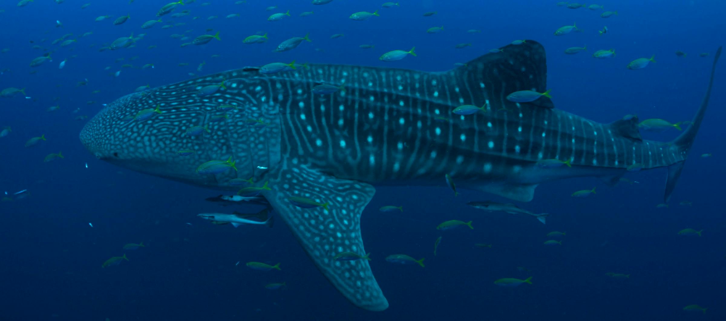whale shark conservation india whitley award