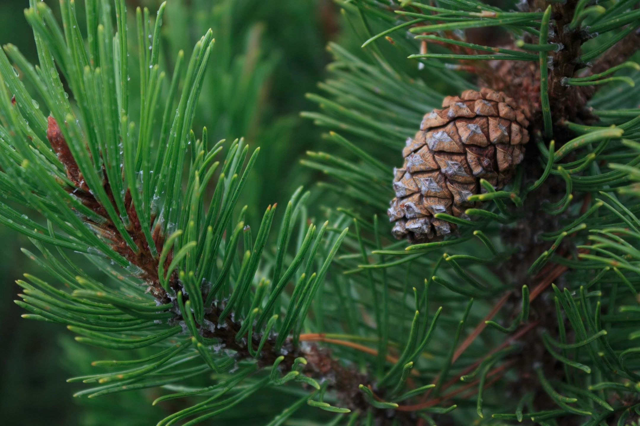 Whitley_Award_winner_Bohdan_Prots_Carpathians_Gorgany_Pinus_cembra_red_list