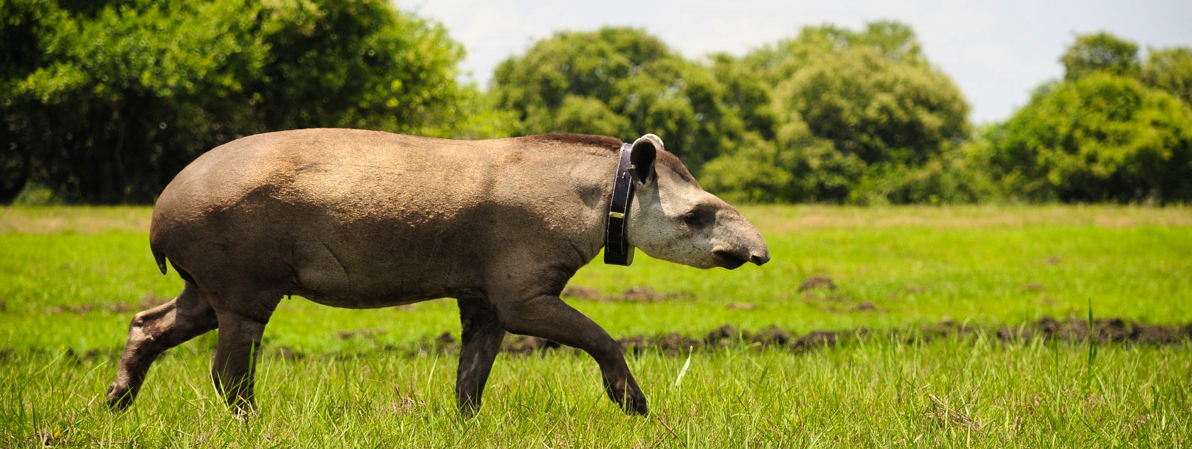 The Lowland Tapir, Brazil | Whitley Award