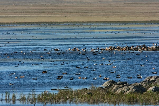 Kuyucuk Birds