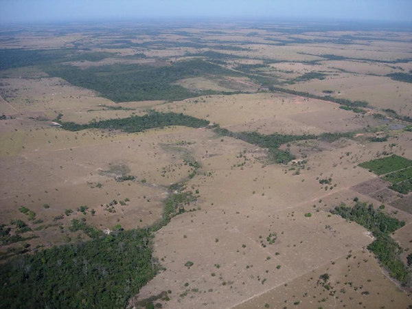 Deforestation
