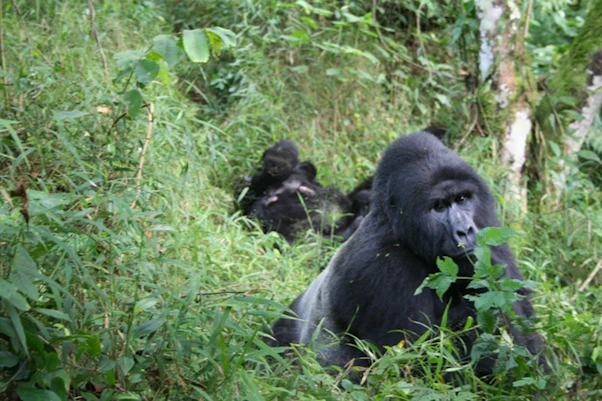 Mountain Gorillas