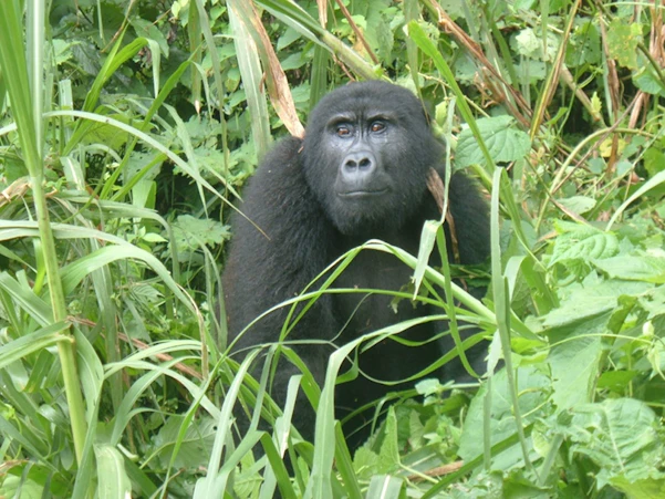 Mountain Gorilla