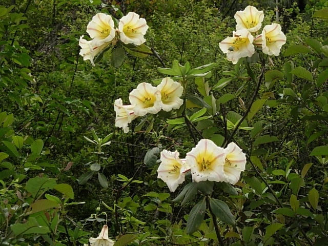 Pic 2 R.dalhousie var rhabdotum