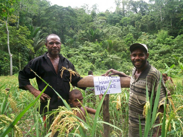 Improved access to food through rice growing