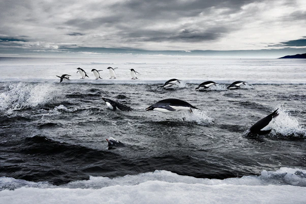 At sea, a host of threats including oil pollution, fisheries mismanagement, and climate change all affect penguins