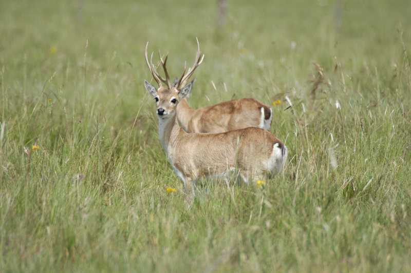 Pampas Deer Uruguay Whitley Award
