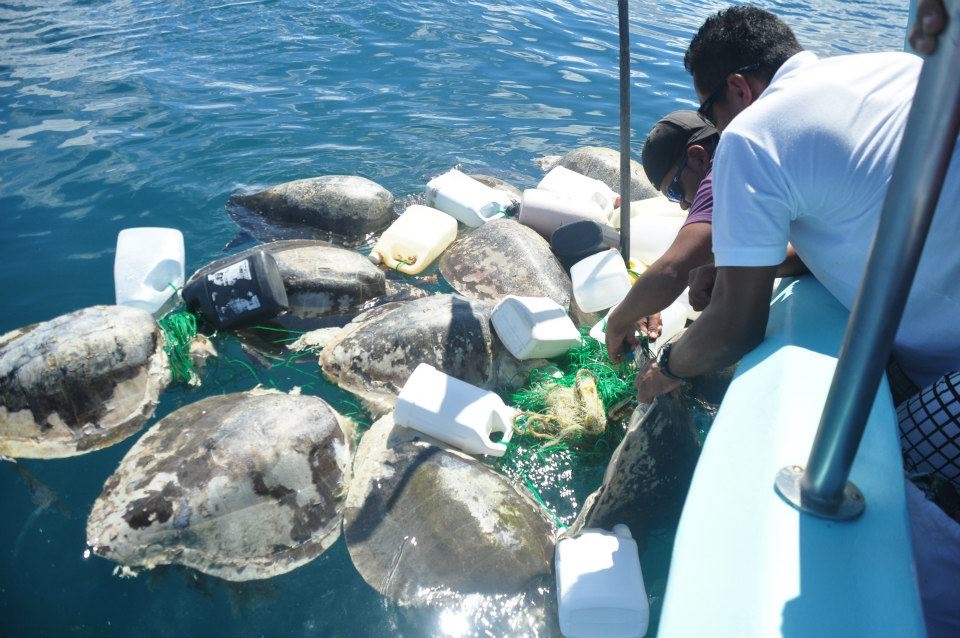 160614-wscf-28-chacon-p6-turtle-bycatch-1
