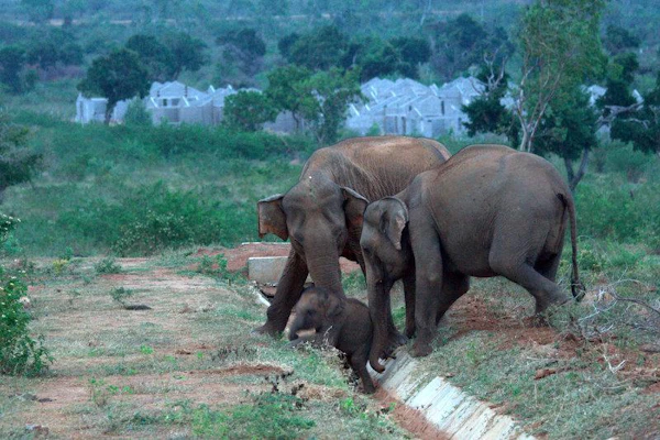 Two female elephants help a calf cross a drainage ditch