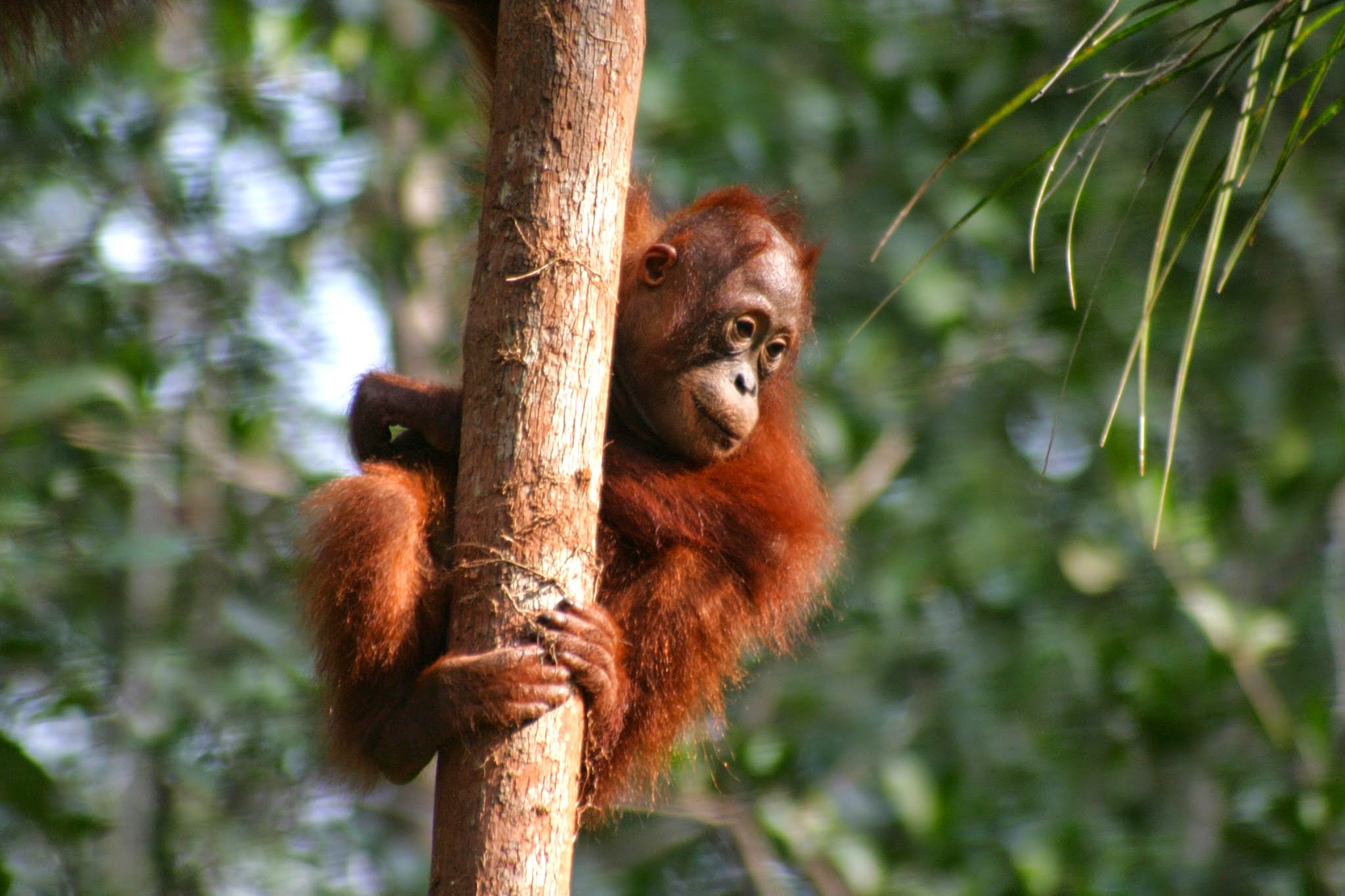 juvenile-orangutan-climbing-tree