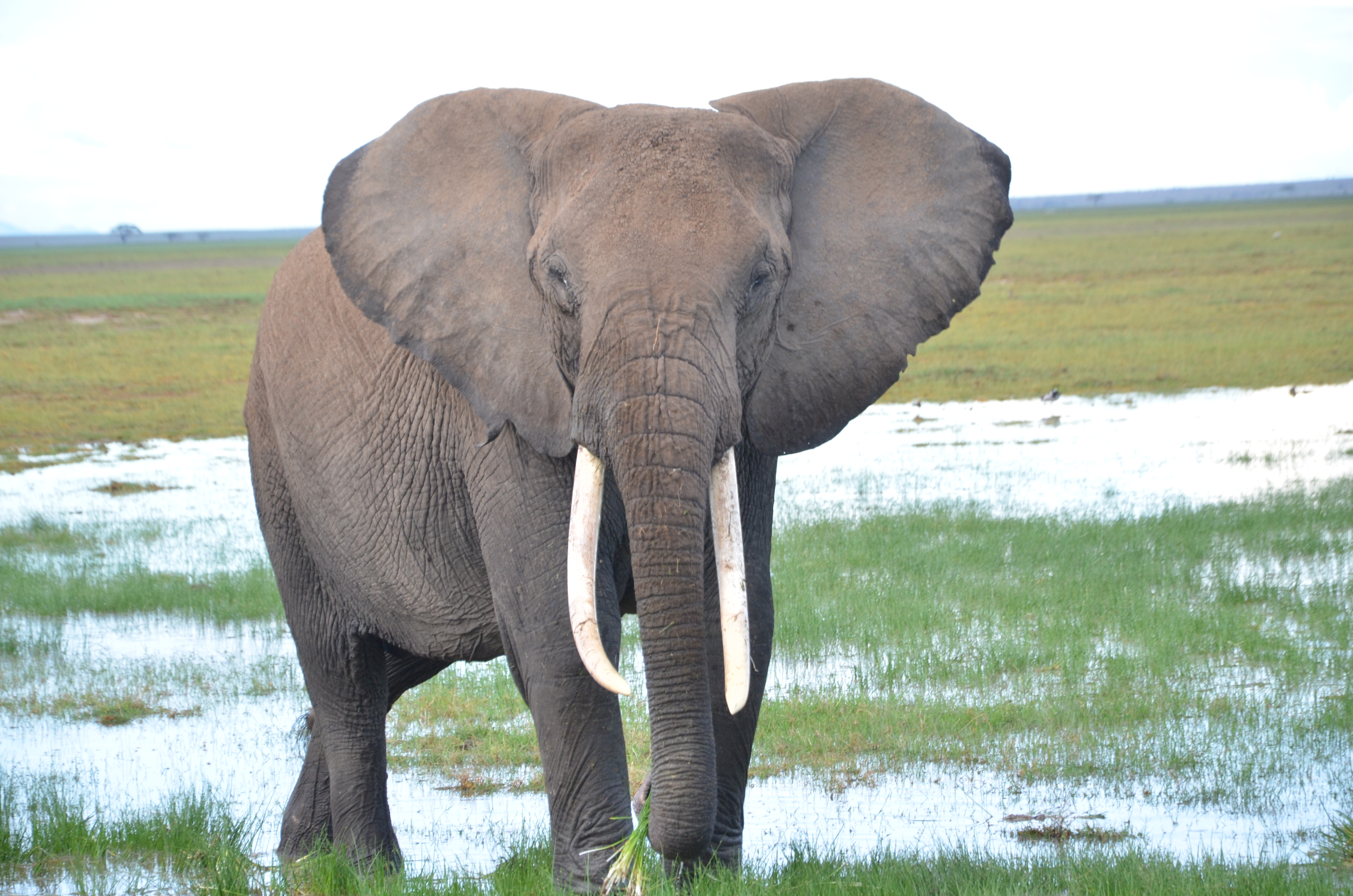 kahumbu_fieldw_elephant_kenya_hrs