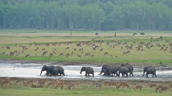 Asian elephants