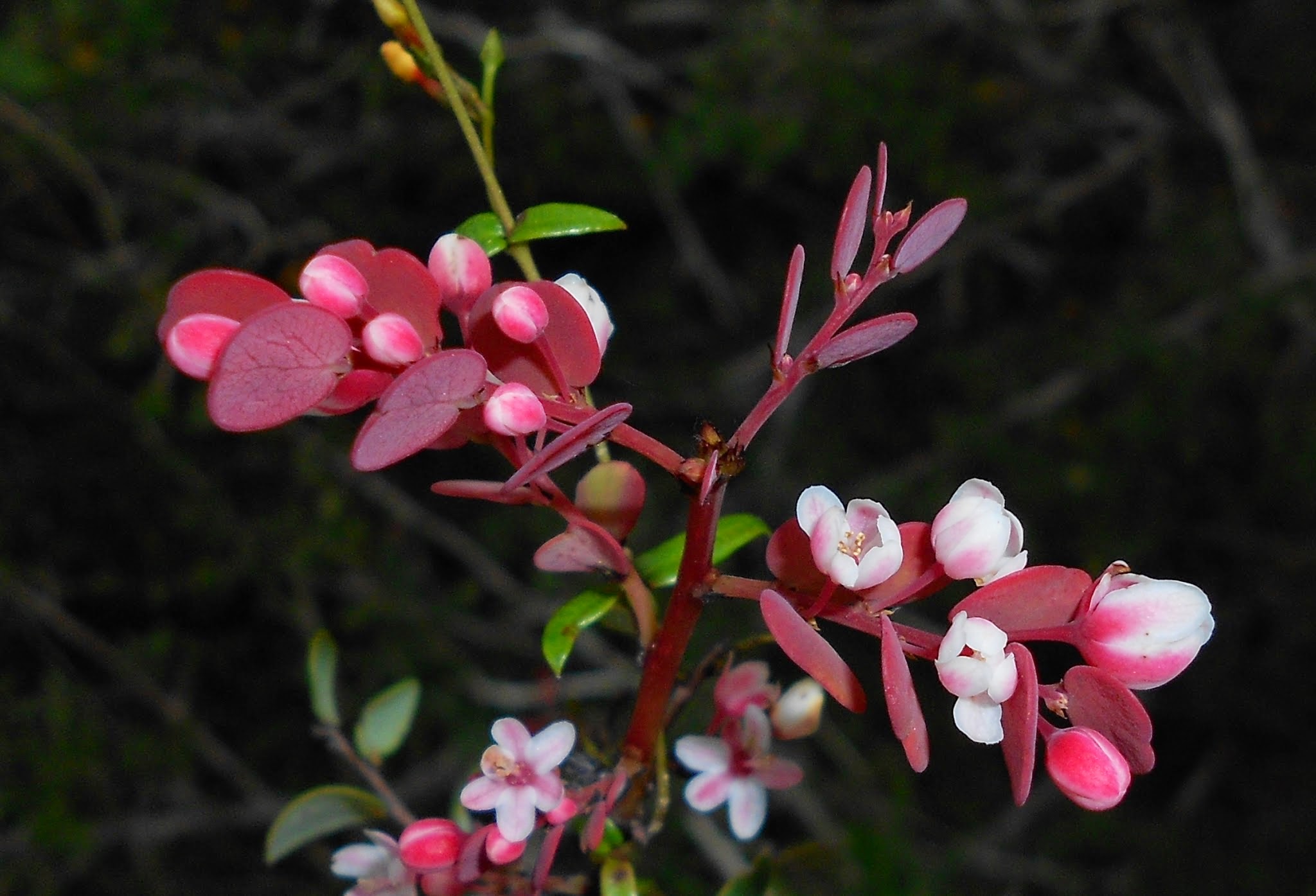 target-species-phyllanthus-orbicularis