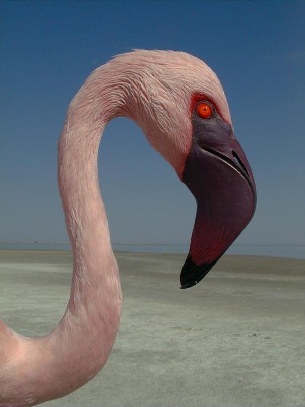 Makgadikgadi wetland and Flamingo habitat, Botswana | Whitley Award
