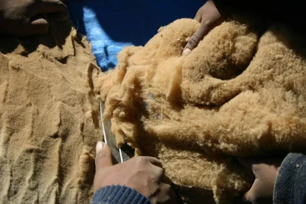 If handled appropriately, the team believes vicuña can be shorn live every four years without harm
