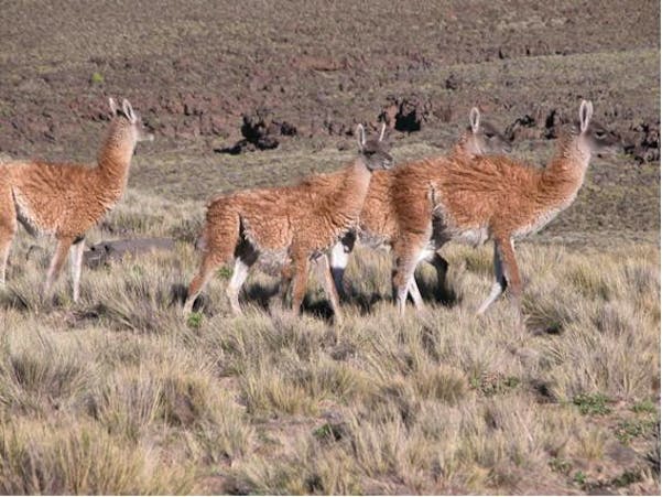 Guanacos and rheas have disappeared from much of Patagonia, after a century of extensive sheep grazing, desertification, and hunting