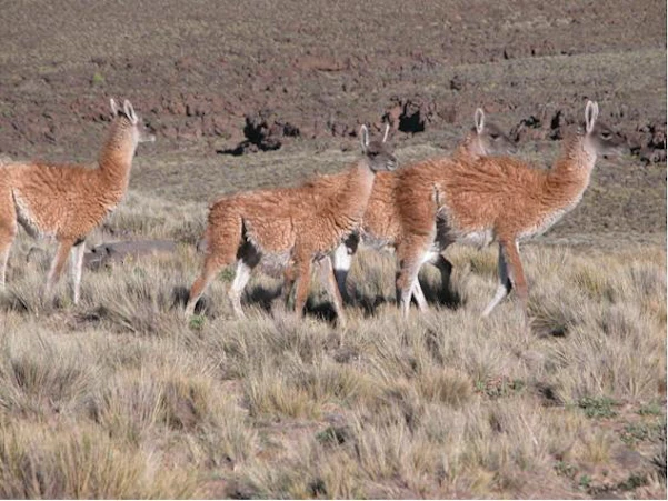 Guanacos and rheas have disappeared from much of Patagonia, after a century of extensive sheep grazing, desertification, and hunting