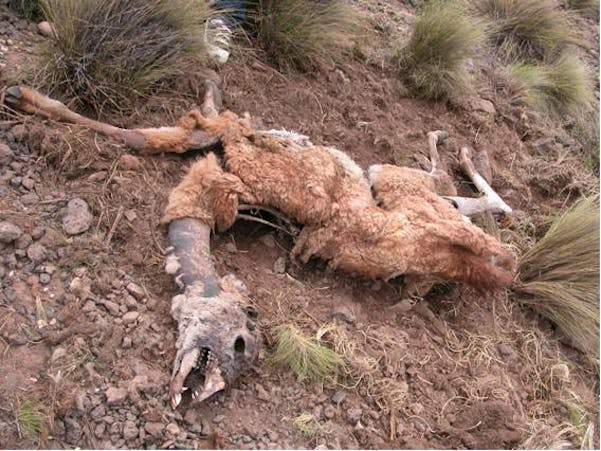 Many guanacos are poached each year, a practice that has incresed with the opening up of what was a remote environment by oil exploration trails