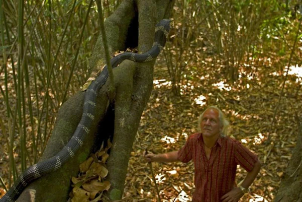 The King Cobra is the largest venomous snake in the world, with venom capable of killing an elephant. These snakes have a life span of about 20 years (credit: Icon Films)