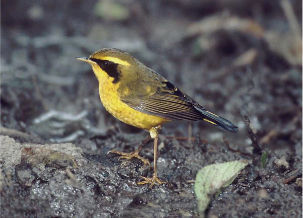 A golden bush robin (photo credit: Tim Loseby)