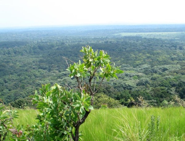 Only 1.7 % of Kenya remains forested