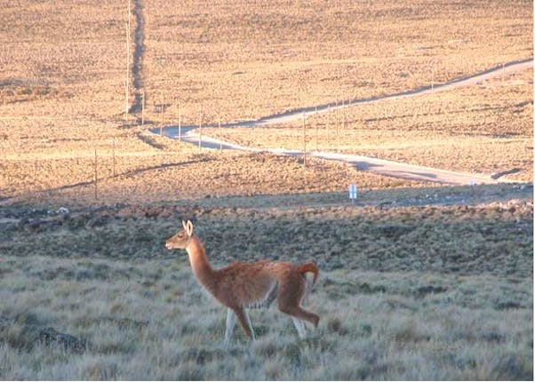 At the southern end of South America, Patagonia is more than three quarters of a million square kilometers of arid steppe and shrubland ecosystems. Oil exploration activities are now a key threat to the survival of this unique ecosystem
