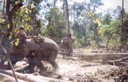 The forests are being destroyed, despite being a final stronghold for species such as wild elephant, tiger, and Asian rhino