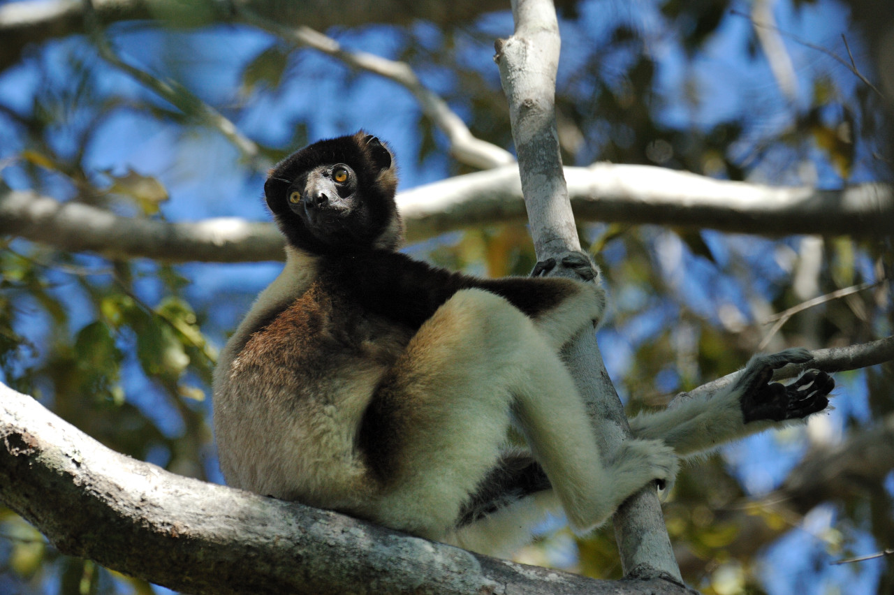 sifaka