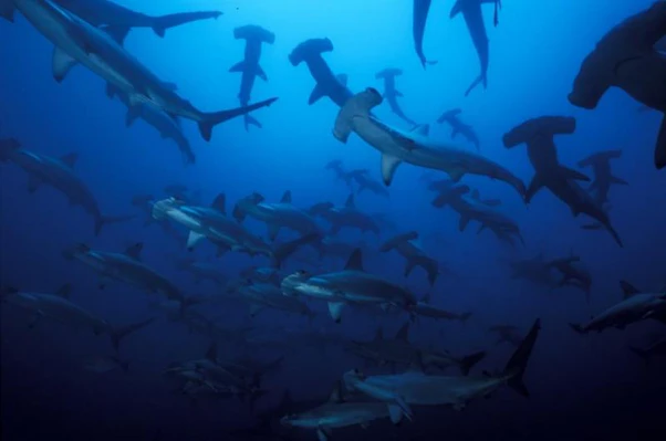 Malpelo Island, in the extraordinarily biodiverse seas around Colombia, host hundreds of hammerhead sharks who come here to reproduce