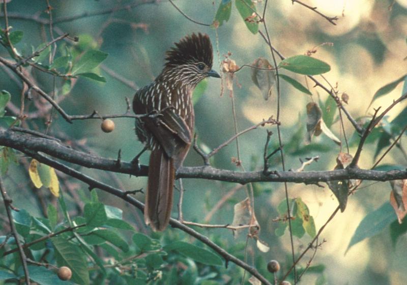 Conservation Of Endemic Bird Species, Nepal | Whitley Award