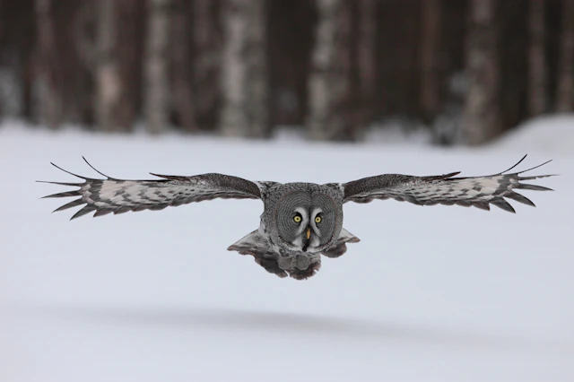 Grey owl