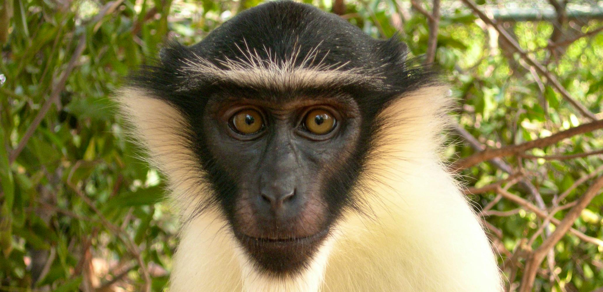 Completion sertifikat dalep midnightpig fromgrandma learndash indesign program Africa’s Rarest Monkeys | Whitley Award