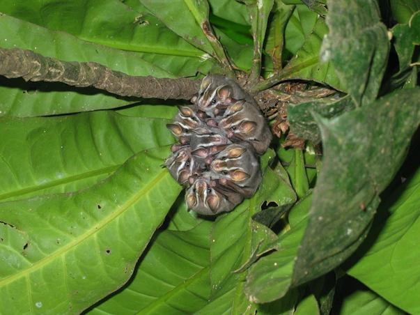 Bernal’s vision for bat conservation extends right across Central America, an area which has the greatest richness of bat genera in the world