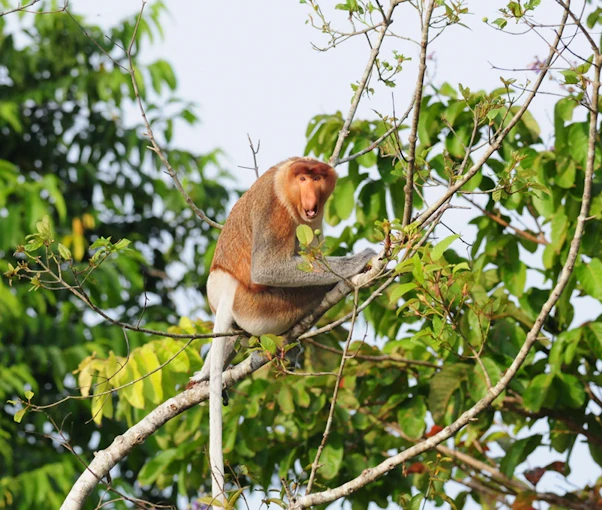 The Mahakam River and its surrounding wetlands support a number of endangered species