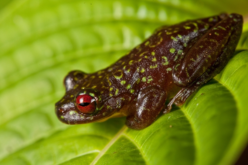 Amphibian conservation, Guatemala | Whitley Award