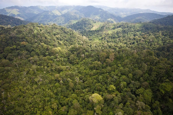 the Sierra Caral is one of the largest and most biodiverse remaining cloud forests in Central America